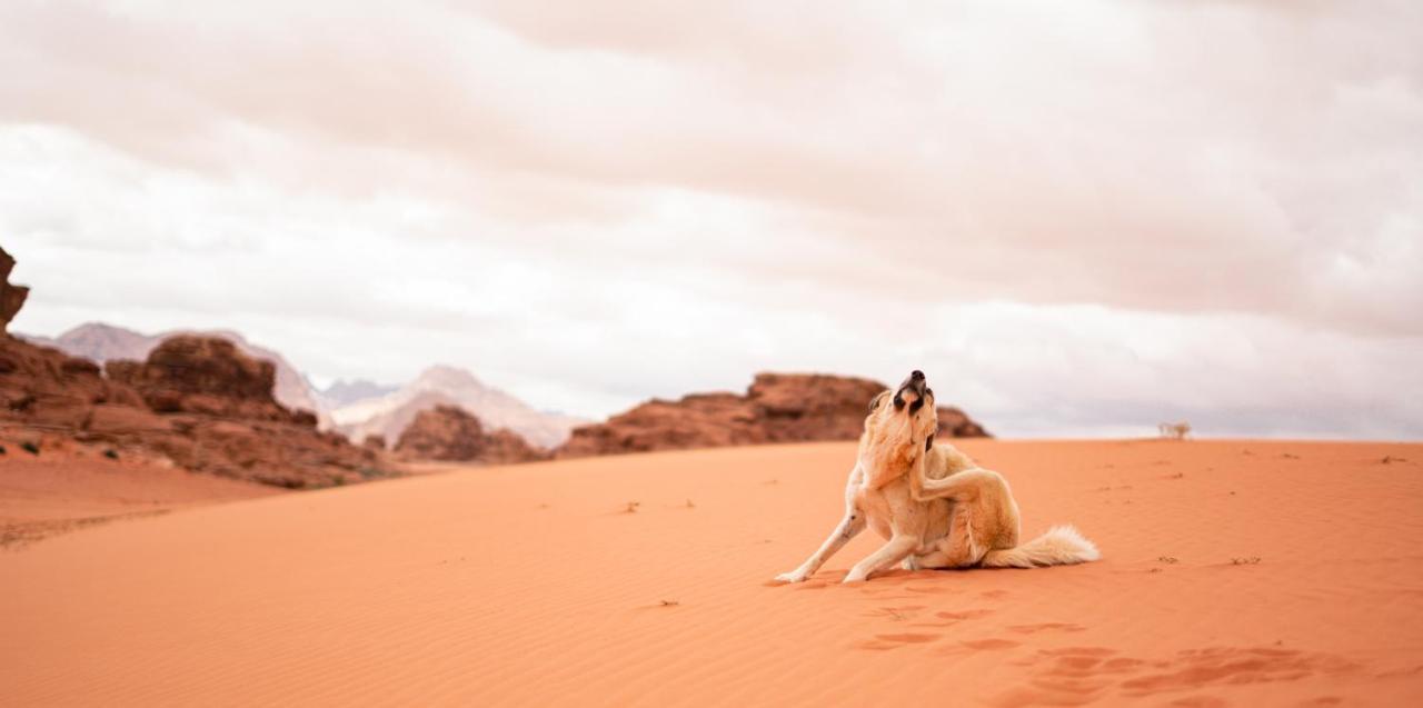Stars Life Camp-Tour Hotel Wadi Rum Luaran gambar